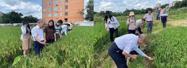 省农科院水稻专家和河源市农业农村局技术人员在宣传调查水稻受灾情况。 省农科院水稻专家和河源市农业农村局技术人员在宣传调查水稻受灾情况。
