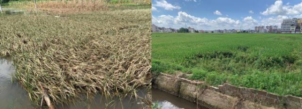 连平县忠信镇和溪山镇部分水稻受灾较重。 连平县忠信镇和溪山镇部分水稻受灾较重。