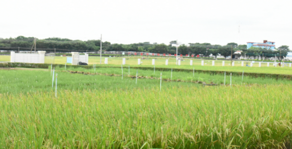 广东省农作物现代种业产业园