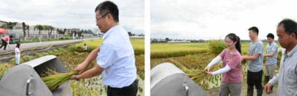 体验水稻收割。