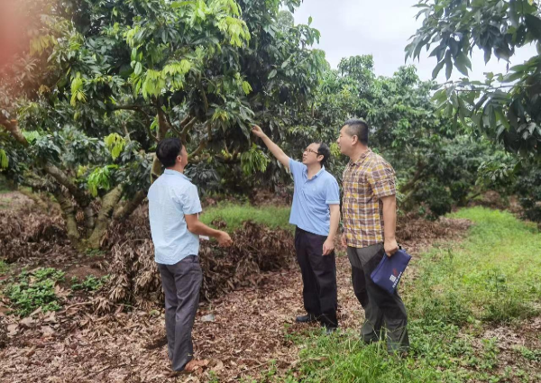 植保所专家赴廉江市开展果树栽培与病虫害防控技术指导-1.jpg