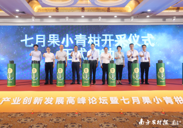 中国工程院院士、中国农业大学食品科学与营养工程学院教授任发政，中国工程院院士、南昌大学教授谢明勇，中国工程院院士、湖南省农业科学院院长单杨，江门市人民政府党组成员、副市长曹阳，佛山科学技术学院副院长曾新安，江门市农业农村局党组成员、副局长王小丽，江门市新会区人民政府副区长吴志斌，江门市新会区农业农村局局长苏朝荣，广东丽宫国际酒店管理有限公司总裁、新会陈皮行业协会永久荣誉会长区柏余共同进行七月果小青柑开采仪式。