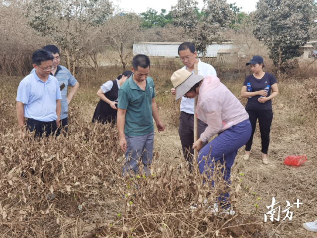 通讯员 凌彩金 供图