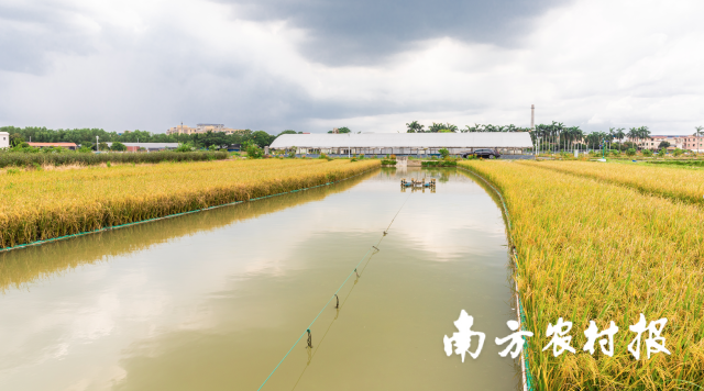 0  南方农村报 杨玲 拍摄