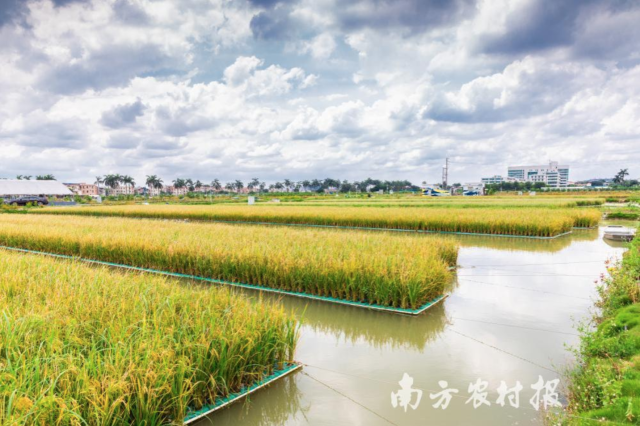 鱼塘种稻，一水两用，一塘双收 