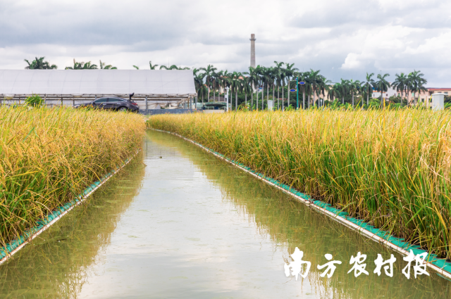 鱼跃稻花香，藏粮于水上  