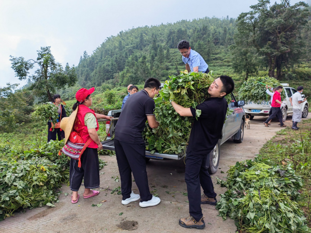 特派员团队与村委组织脱毒甘薯苗的派捐