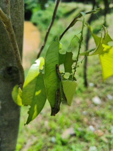 沉香黄野螟虫害今年发生较重。