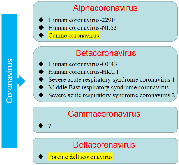 感染人类的冠状病毒