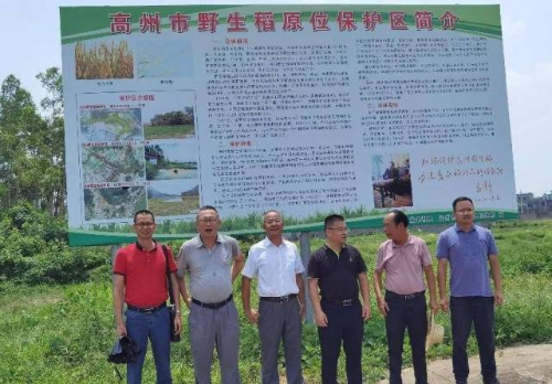 专家服务团队在高州野生稻原位保护区进行考察。