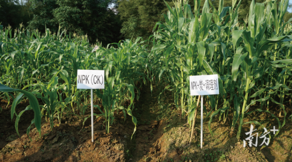 施用炭基土壤调理剂的土壤上，玉米的长势明显优于对照组。