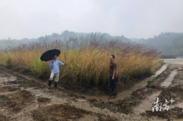 通过应用矿区土壤改良及生态复绿技术，原本受重金属污染的地块重新覆盖上了植被。