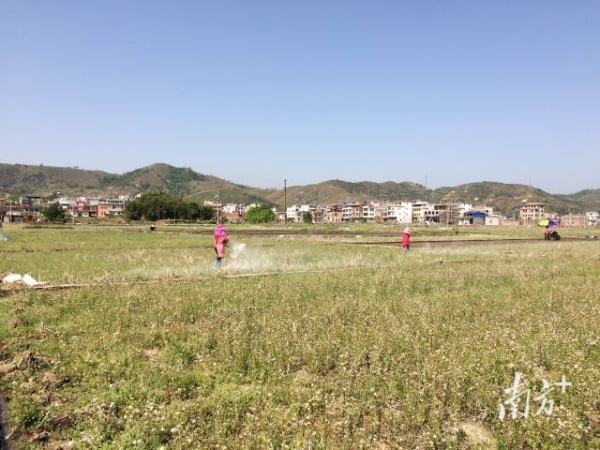 省农科院资环所在粤东进行功能性肥料应用示范。