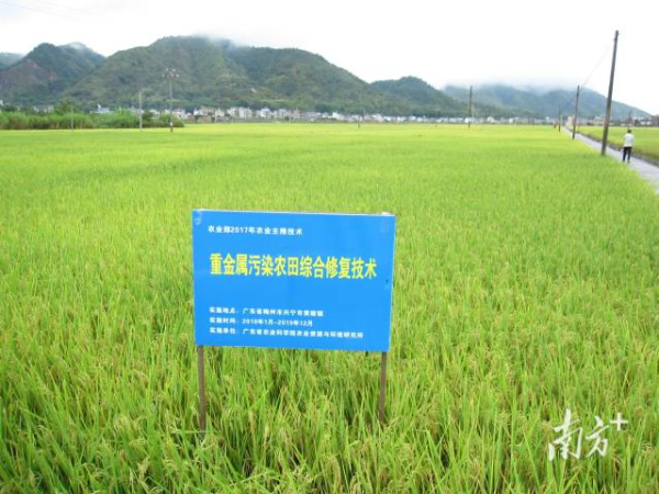 资环所的重金属污染农田的农艺综合修复技术体系展示。