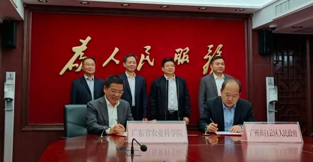今年4月1日，广东省农科院与白云区政府签订合作框架协议，双方将通过“广州种业之都”建设，开展新一轮全面战略合作。  
