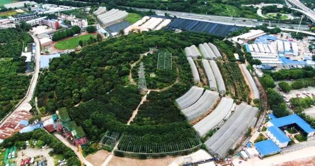 图为位于广东省农科院果树研究所的国家果树种质广州荔枝圃。