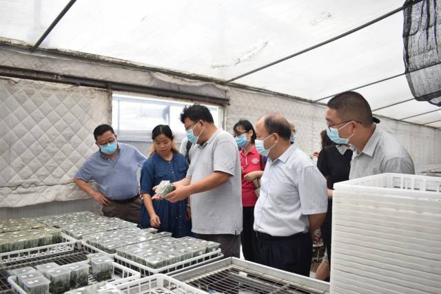 调研济丰农业园区内花卉企业蝴蝶兰病虫害发生情况