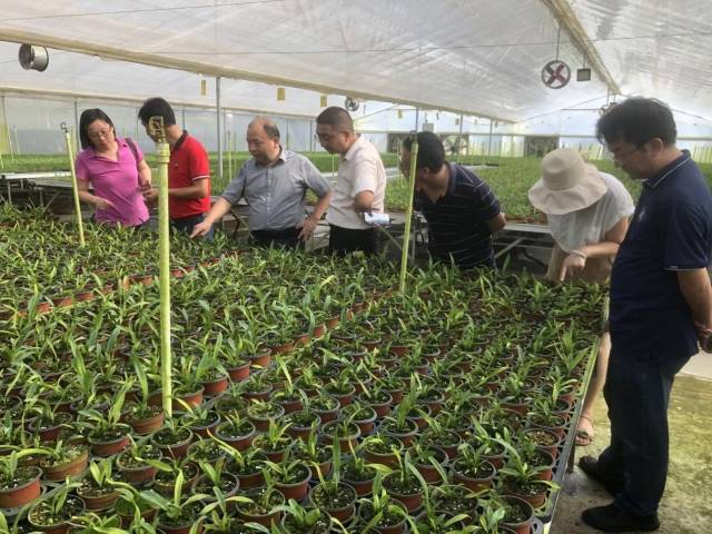 调研广州市从化区国家现代农业产业园区企业兰花病虫害发生情况