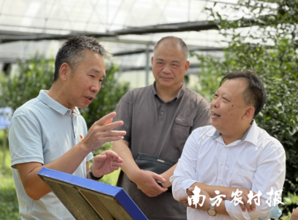 廖森泰(右一)一行前往新会(柑)陈皮种质资源保护与良种苗木繁育中心调研。 廖森泰(右一)一行前往新会(柑)陈皮种质资源保护与良种苗木繁育中心调研。
