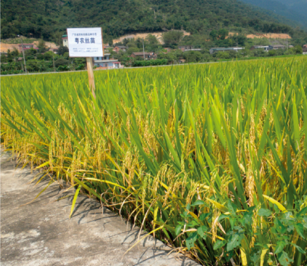14-粤农丝苗.jpg