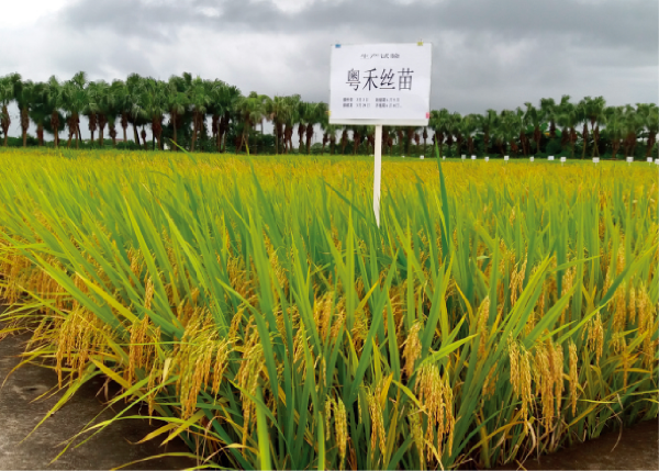 17-粤禾丝苗.jpg