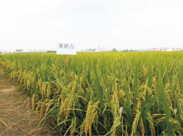 20-黄软占.jpg