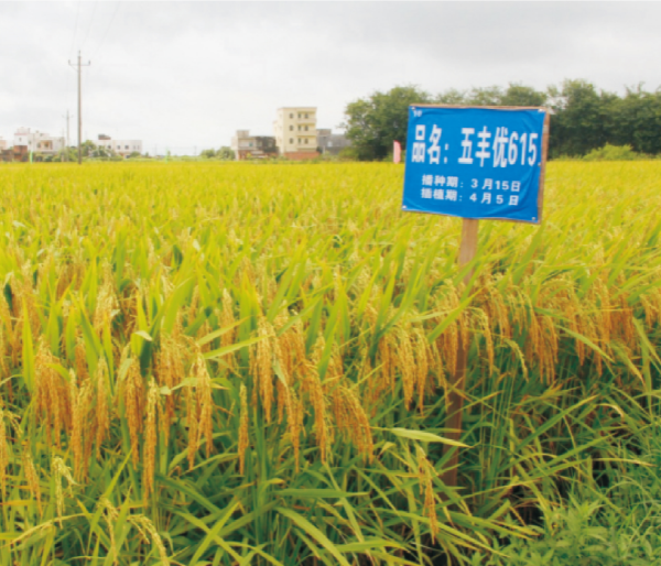 24-五丰优615.jpg