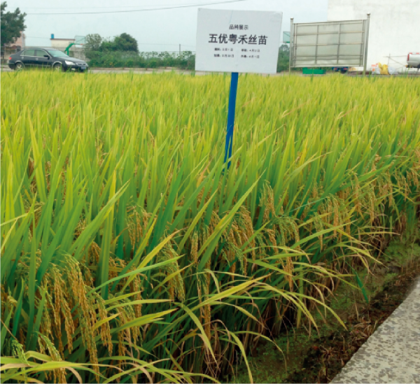 32-五优粤禾丝苗.jpg