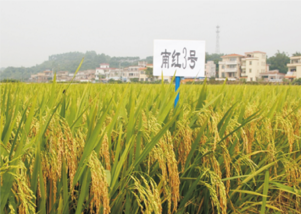 44-南红3号.jpg