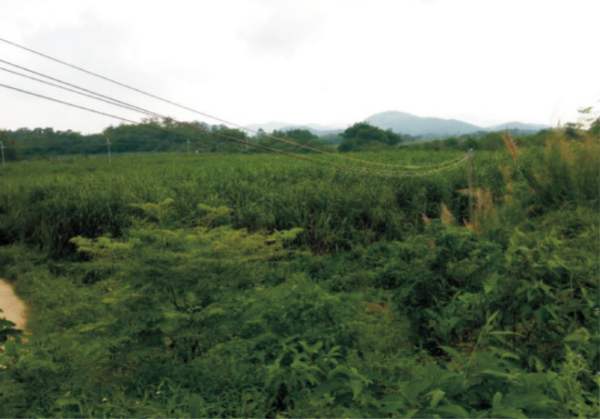 王草(又名皇草) (1).jpg