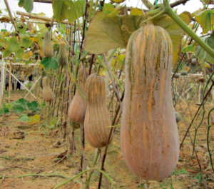 广蜜1号南瓜.jpg