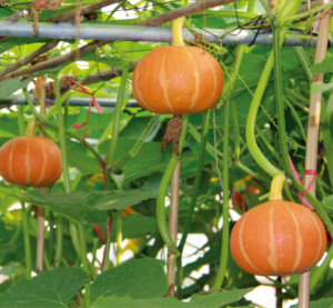 丹红3号南瓜.jpg