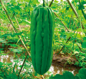 长绿2号苦瓜.jpg