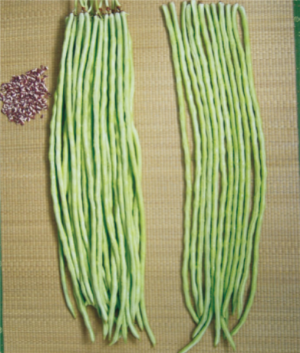 丰产六号豆角.jpg