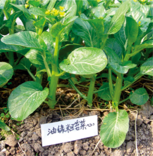 油绿粗苔菜心.jpg