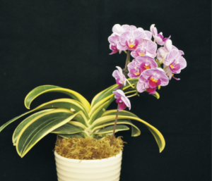 金象蝴蝶兰.jpg