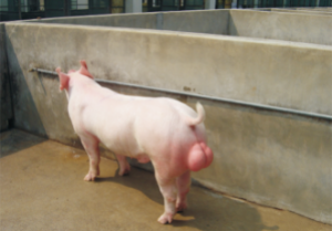 龙发新美系大白种猪 (2).jpg