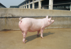 龙发新美系大白种猪 (1).jpg