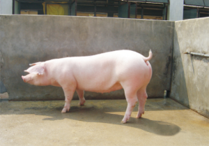 龙发新丹系长白种猪 (1).jpg