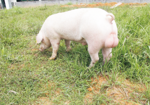 龙发新丹系长白种猪 (2).jpg