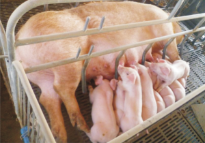 龙发新丹系长白种猪 (3).jpg