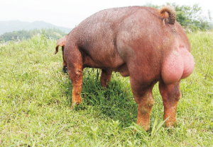 龙发台美系杜洛克种猪 (1).jpg