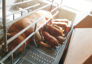 龙发台美系杜洛克种猪 (2).jpg