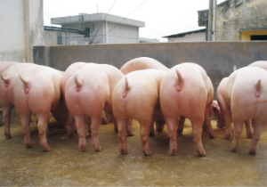 龙发二元杂母猪 (1).jpg