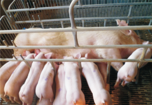 龙发二元杂母猪 (2).jpg