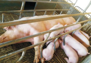 龙发二元杂母猪 (3).jpg