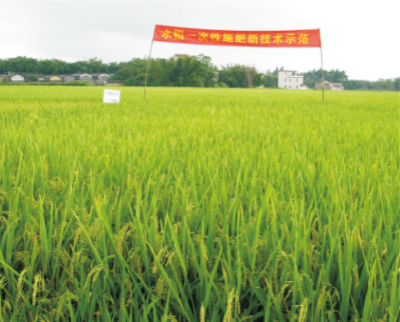 47-水稻一次性施肥技术.jpg