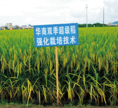 48-华南双季超级稻强化栽培技术.jpg