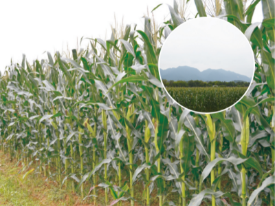 甜、糯玉米优质高产栽培技术.jpg