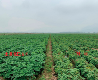 基于“薯-稻-稻”三熟种植模式的土壤培肥技术.jpg
